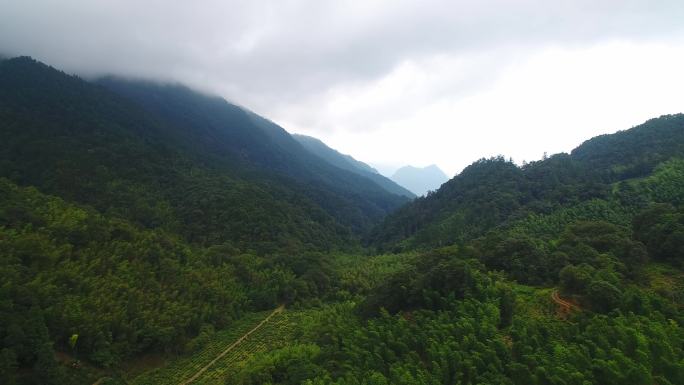 航拍武夷山桐木麻粟村正山小种老枞红茶山场