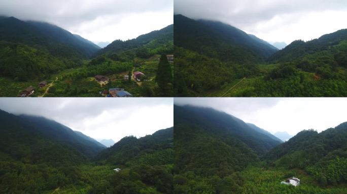 航拍武夷山桐木麻粟村正山小种老枞红茶山场