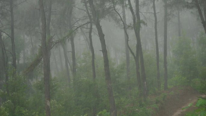 雨水滋润植物树林树木森林