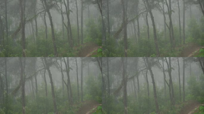 雨水滋润植物树林树木森林