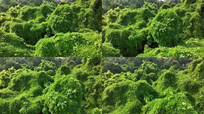 杭州西湖吴山绿野仙踪阳光森林树叶夏日自然