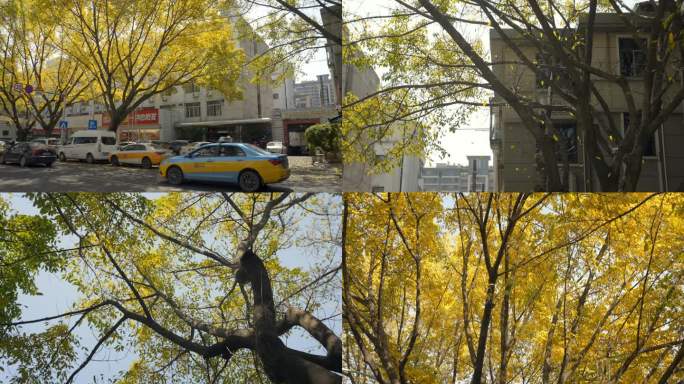 福州春天黄叶飘落