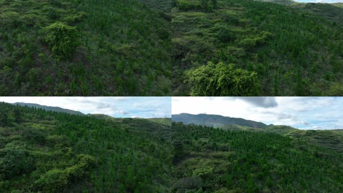 马尾松林山地灌丛次生林