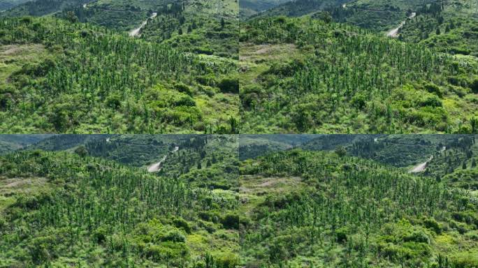 马尾松林山地灌丛次生林封山育林