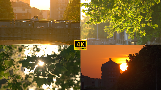 夕阳下梧桐树叶大桥上行人公交车