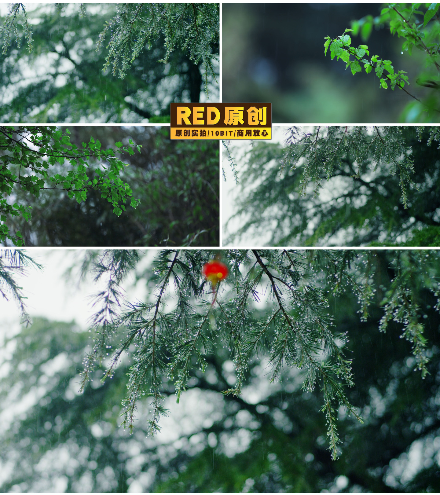 「RED拍摄」松针雨滴树叶雨水谷雨清明
