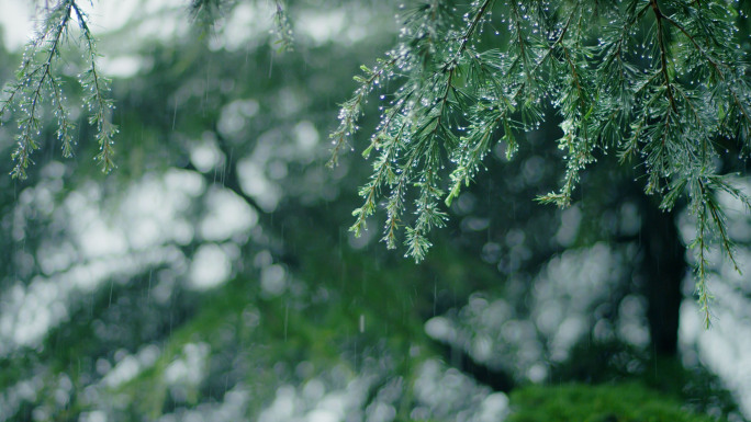 「RED拍摄」松针雨滴树叶雨水谷雨清明