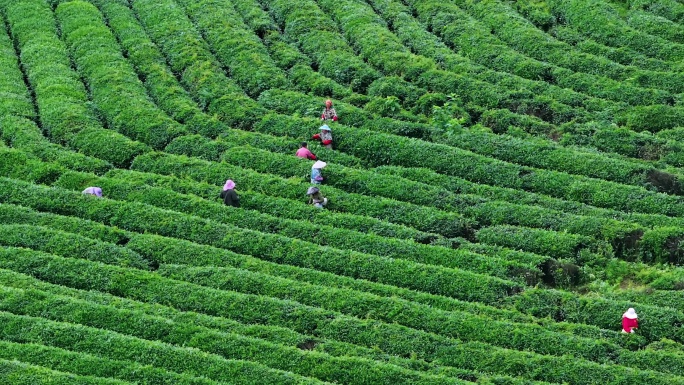 茶园茶农采茶航拍