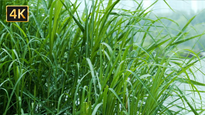 雨天芦苇河边生态湿地