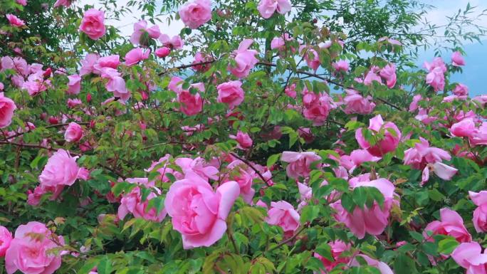 盛开绽放的粉色玫瑰花