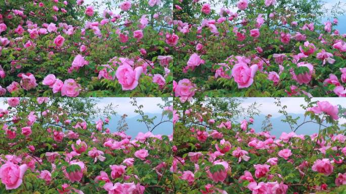 盛开绽放的粉色玫瑰花