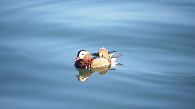 西湖里的鸳鸯