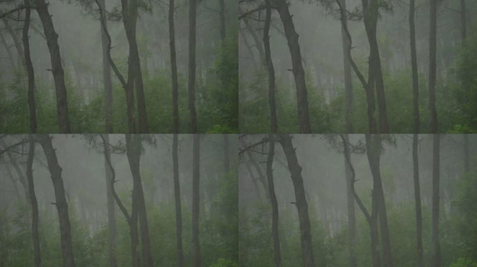 雨森林树林雨水滋润