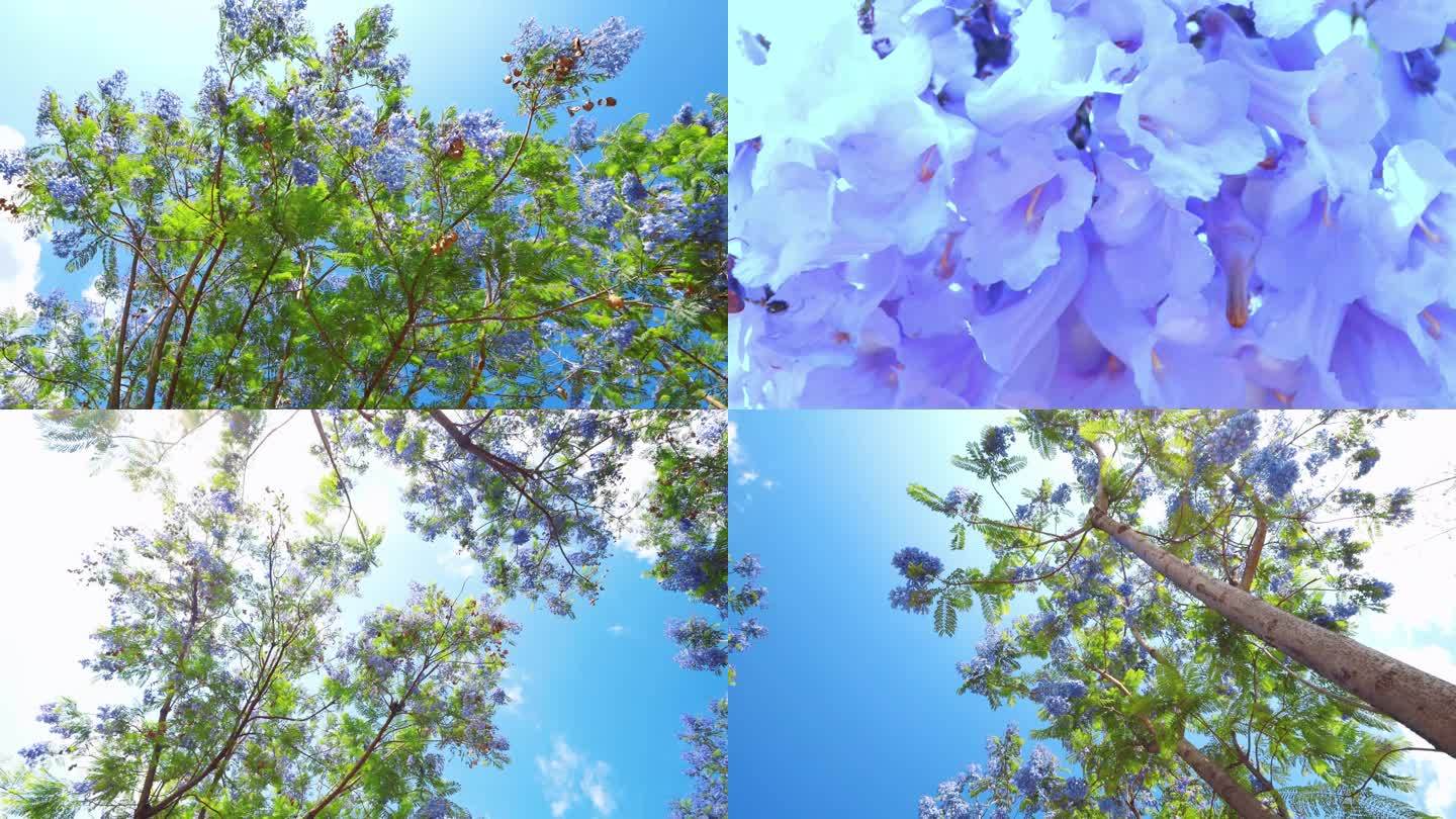 昆明的蓝花楹