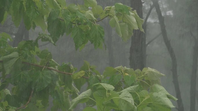 雨景刮风下雨