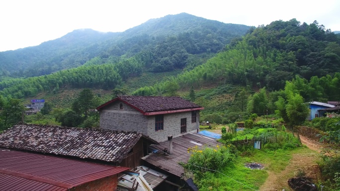 航拍武夷山桐木麻粟村正山小种老枞红茶山场