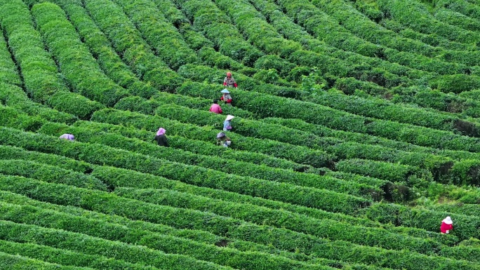 茶园茶农采茶航拍合集