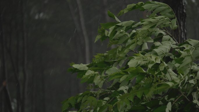 刮风下雨大风吹雨水雨天