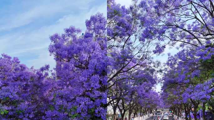 昆明蓝花楹