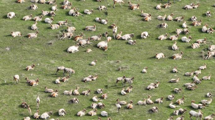 江苏盐城：黄海湿地麋鹿种群持续攀升