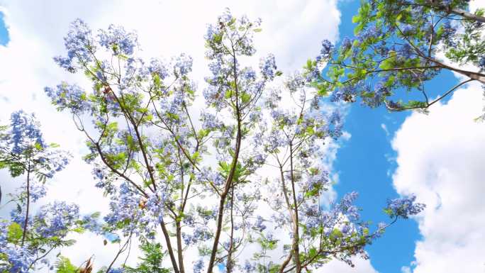 昆明的蓝花楹