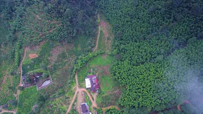 航拍武夷山桐木麻粟村正山小种老枞红茶山场