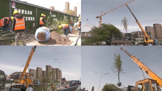 园林部门在路边种树栽树街路绿化