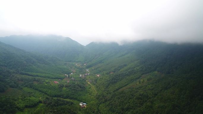 航拍武夷山桐木麻粟村正山小种老枞红茶山场