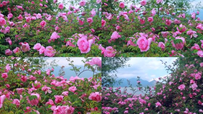 美丽的玫瑰花丛 视频素材