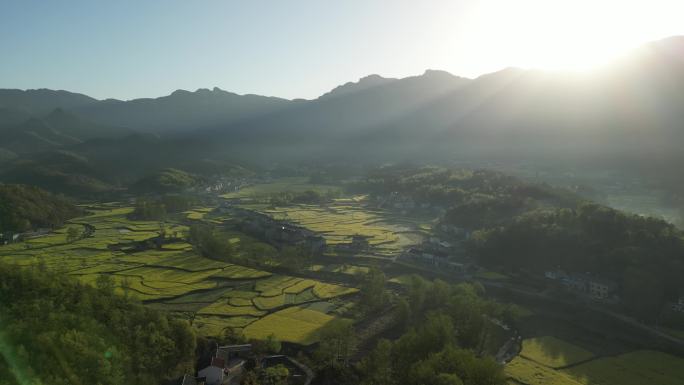 宜昌三峡南垭油菜花田日出