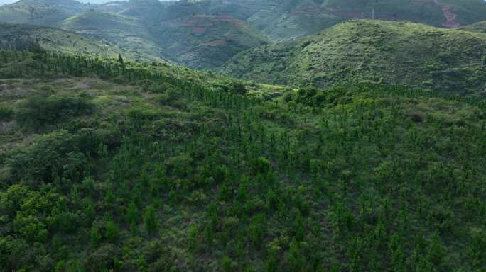 马尾松林山地灌丛次生林封山育林