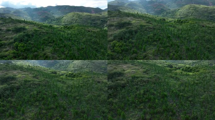 马尾松林山地灌丛次生林封山育林