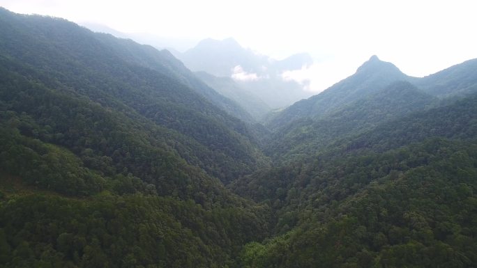 航拍武夷山桐木麻粟村正山小种老枞红茶山场