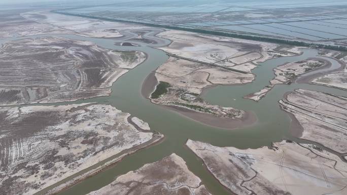 江苏黄海湿地潮汐树尽显大自然的鬼斧神工