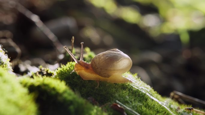 苔藓上的蜗牛爬行