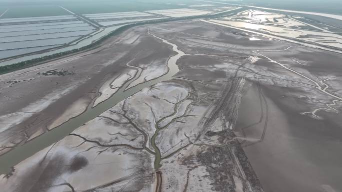 江苏黄海湿地潮汐树尽显大自然的鬼斧神工