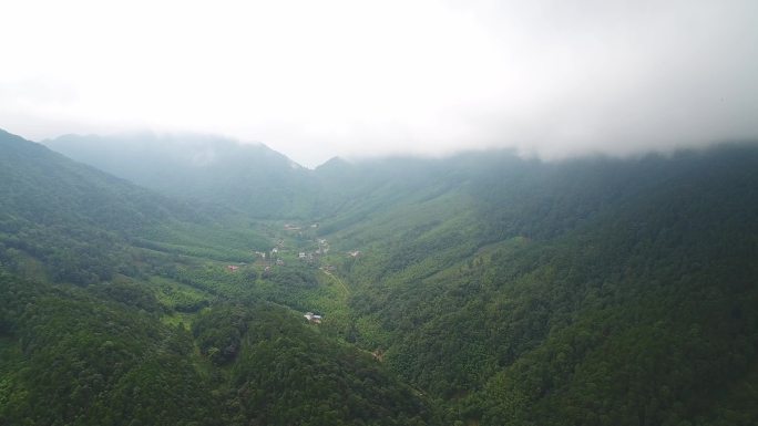 航拍武夷山桐木麻粟村正山小种老枞红茶山场