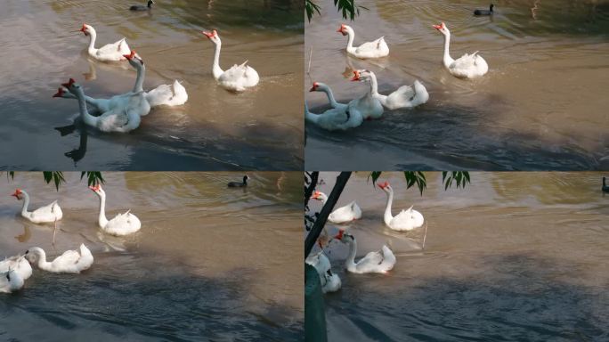 一群戏水的大白鹅