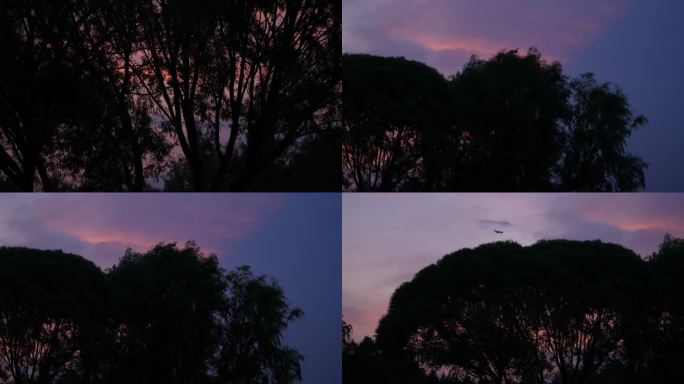 夕阳飞机划过树梢 参天大树 机场13