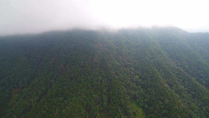 航拍武夷山桐木麻粟村正山小种老枞红茶山场