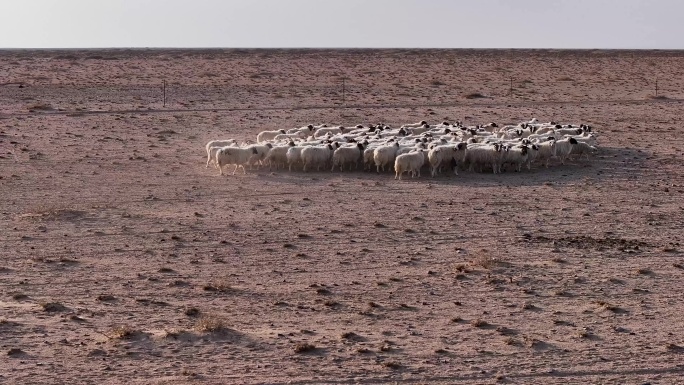 羊  羊群  戈壁滩上的羊群