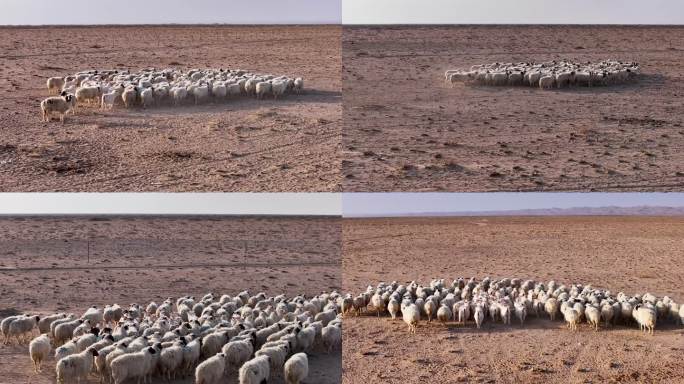 羊  羊群  戈壁滩上的羊群