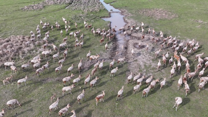 江苏盐城：黄海湿地麋鹿种群持续攀升