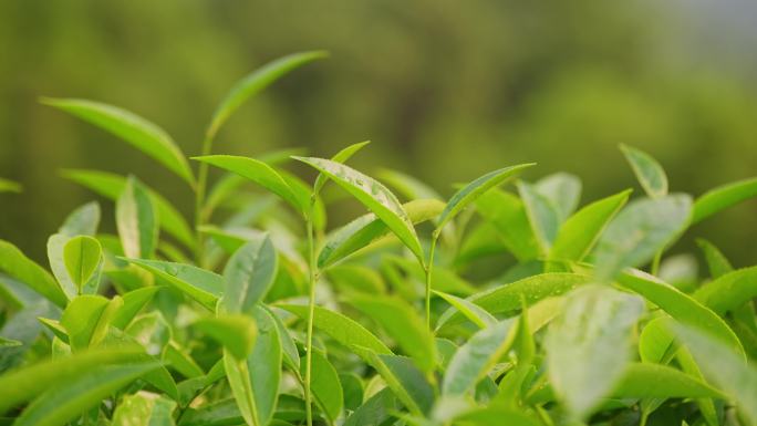 茶叶特写镜头绿色茶园