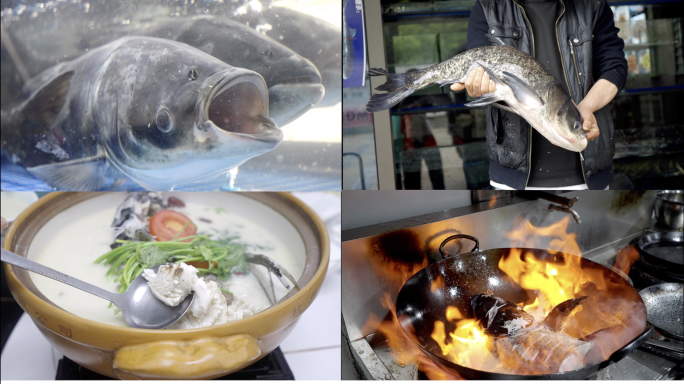 千岛湖胖头鱼  鳙鱼 美食 鱼汤
