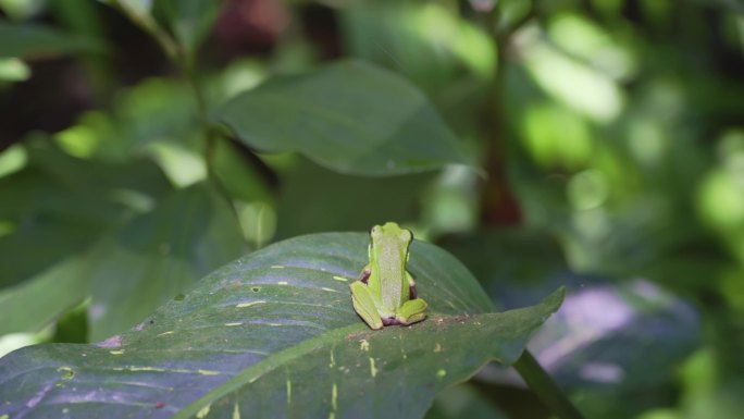 【原创4K】热带生态野生动物雨蛙趴在叶上