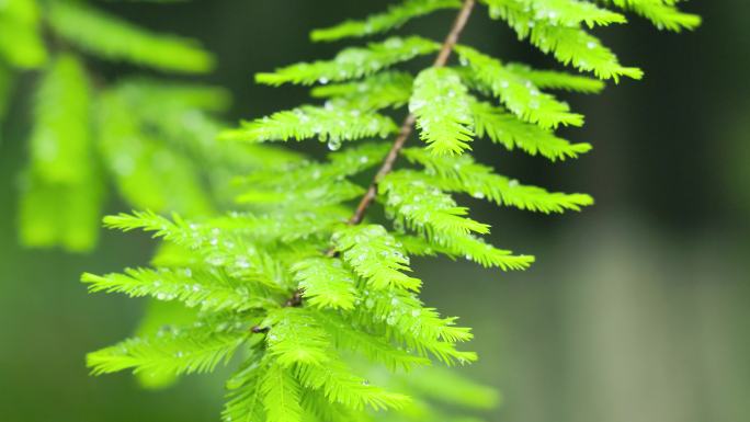 下雨天的水杉树林树枝