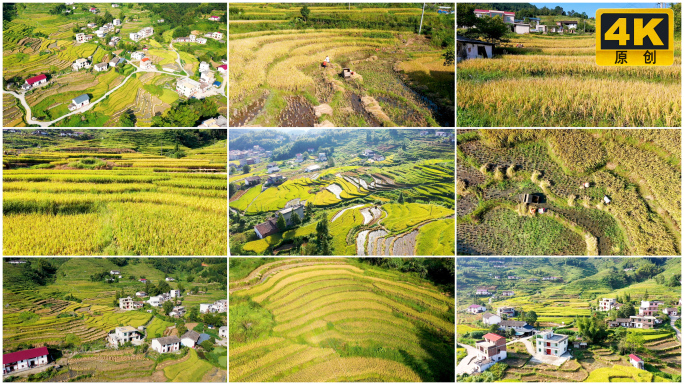 镜头掠过秋季丰收的稻田