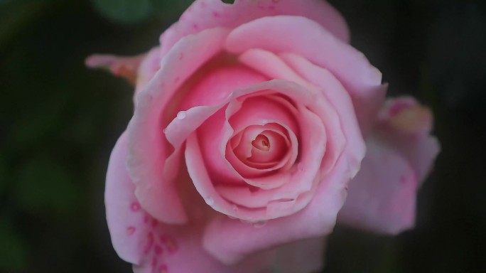 4K粉色玫瑰