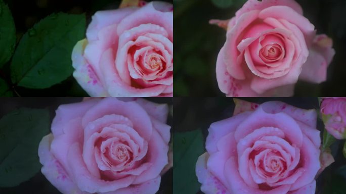 4K粉色玫瑰